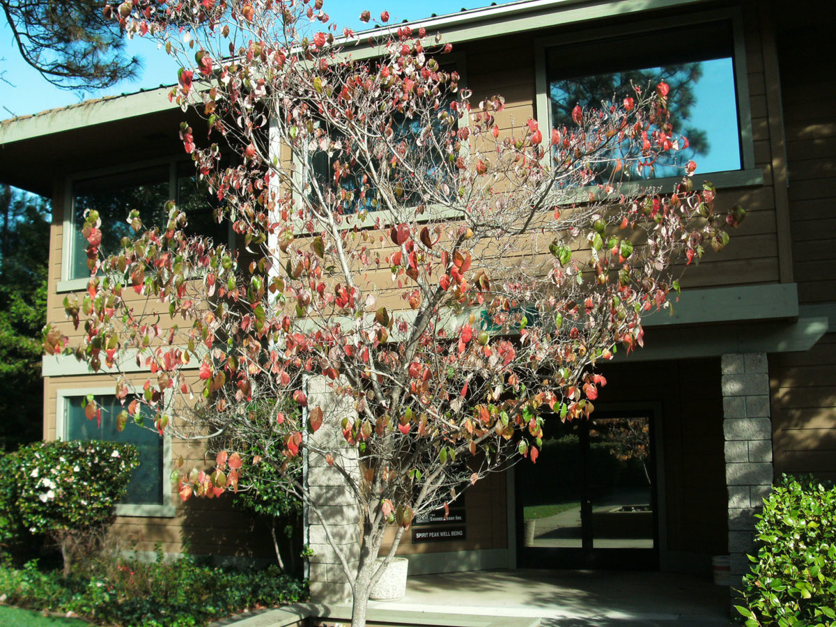 Brighton Greens Office Park Sierra Foothills Construction Company